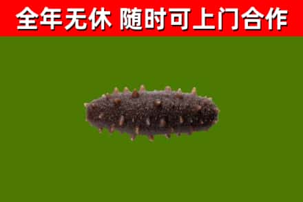 临高县回收海参干